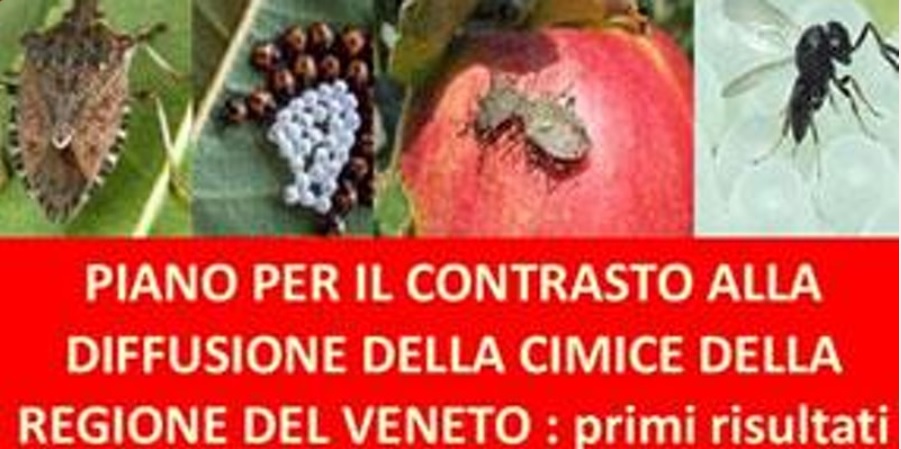 PIANO DI CONTRASTO ALLA CIMICE