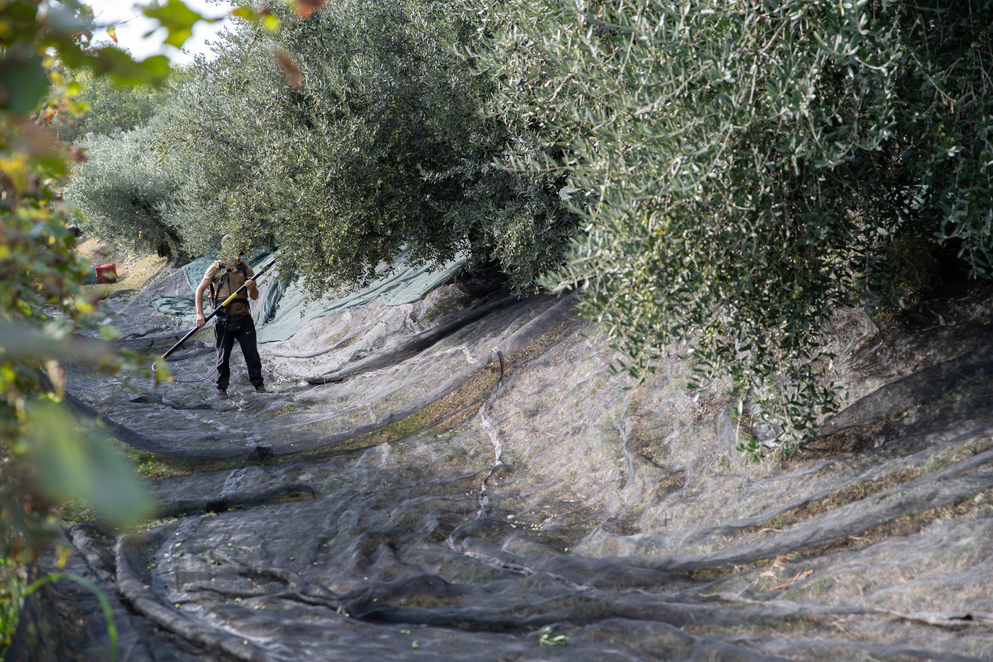 SERVIZIO DI RACCOLTA DELLE OLIVE 2025